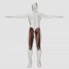 Мужская мышечная анатомия человеческих ног — стоковое фото
