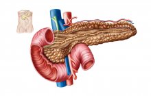 Медична ілюстрація анатомії підшлункової залози на білому тлі — стокове фото