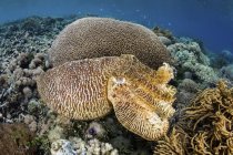 Cuttlefish broadclub camuflagem no recife de coral — Fotografia de Stock