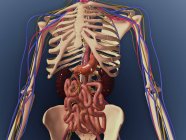 Squelette humain montrant les reins, l'estomac, les intestins et le système nerveux — Photo de stock
