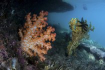 Colonias de coral blando creciendo en los arrecifes - foto de stock