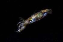 Lulas de recife bigfin pairando no escuro — Fotografia de Stock