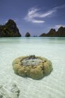 Corales que crecen en aguas cristalinas de laguna - foto de stock