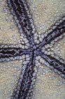 Штифтова подушка морська зірка — стокове фото