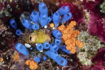 Tunicados coloridos y corales suaves en el arrecife - foto de stock