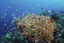 Peixes de recifes coloridos nadando perto de Alor — Fotografia de Stock