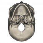 Vista inferiore dell'anatomia del cranio umano — Foto stock