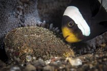 Anemone fish aerating eggs — Stock Photo