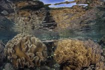 Weichkorallen gedeihen in flachem Wasser — Stockfoto