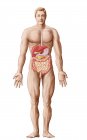 Medical illustration of human digestive system — Stock Photo