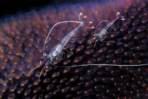 Shrimp larva on egg sack — Stock Photo