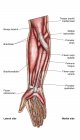 Anatomia dei muscoli dell'avambraccio umano con etichette — Foto stock