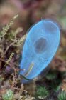 Голубой туникат, растущий на рифе — стоковое фото