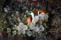 Clownfish snuggling in host anemone — Stock Photo