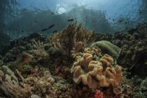 Рыбы, плавающие над коралловым рифом — стоковое фото