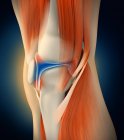 Ilustración médica de inflamación y dolor en la articulación de la rodilla humana - foto de stock