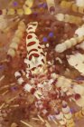 Paire de crevettes Coleman colorées — Photo de stock