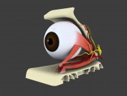 Illustrazione medica dell'anatomia dell'occhio umano — Foto stock