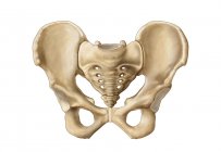 Medical illustration of human pelvic bone anatomy — Stock Photo