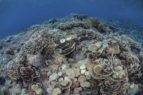 Coralli sulla barriera corallina nel Parco Nazionale di Komodo — Foto stock