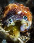 Conch eyes closeup shot — Stock Photo