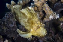 Листя скорпіона риби на кораловому рифі — стокове фото