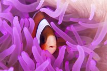 Pesce anemone Clark nei tentacoli colorati di anemone nello stretto di Lembeh, Indonesia — Foto stock