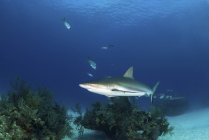 Requin de récif des Caraïbes — Photo de stock