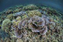 Corales de arrecife en aguas poco profundas - foto de stock