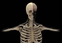 Human skeleton with transectional view of skull — Stock Photo