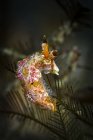 Nudibranche colorée gros plan — Photo de stock