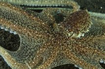 Mimic Octopus sur le récif dans le détroit de Lembeh, Sulawesi Nord, Indonésie — Photo de stock