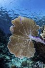 Korallen am Riff in der Karibik — Stockfoto