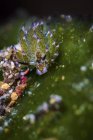 Costasiella nudibranch gros plan — Photo de stock