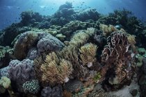 Coral reef in Komodo National Park — Stock Photo