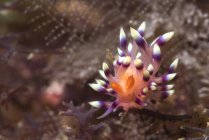 Flabellina exoptata nudibranchi — Foto stock