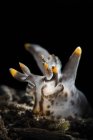 Pokeman nudibranch close seup shot — стоковое фото