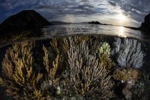 Corals in shallow water at sunset — Stock Photo
