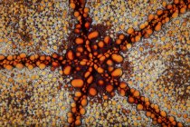 Almofada de alfinete estrela peixe close-up tiro — Fotografia de Stock
