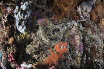 Crocodilefish posa sulla barriera corallina colorata — Foto stock