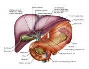 Anatomie du foie avec estomac et pancréas — Photo de stock