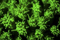Colonia de coral fluorescente en luz ultravioleta - foto de stock