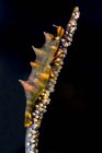 Dragon shrimp on whip coral — Stock Photo