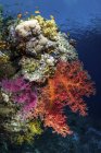Барвистий рифовий пейзаж з рибою — стокове фото