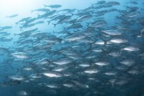 Rebanho de peixes Trevally — Fotografia de Stock
