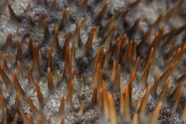 Spine affilate che coprono la corona di spine stelle marine — Foto stock