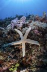 Морська зірка чіпляється до рифу — стокове фото