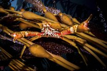 Kelp caranguejo close-up tiro — Fotografia de Stock