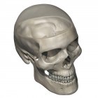 Анатомия черепа человека с прозрачным кальварием — стоковое фото