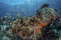 Anthias swimming above corals — Stock Photo